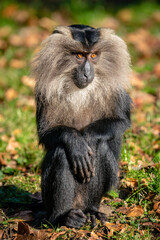 Affe mit traurigem Blick