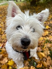 jack russell terrier