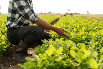 Smart farmers read or produce quality reports and insect bites on peanut leaves. Target farming with vintage template on sunlight agriculture concept, asia man farmer worker