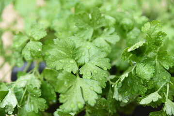 natural plant parsley used in aromatic and tasty seasonings