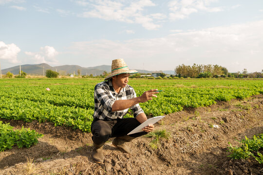 Smart farmers read or produce quality reports and insect bites on peanut leaves. Target farming with vintage template on sunlight agriculture concept, asia man farmer worker