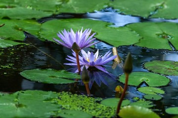 満開の薄紫の二輪の睡蓮