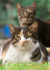 Naklejka na ściany i meble Cats looking at the camera outdoors in summer park