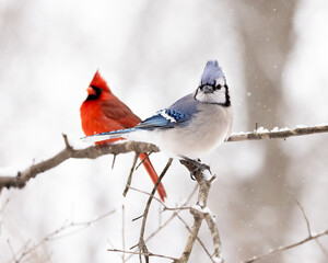 Beautiful blue jay bird perched on a tree branch with a red male northern cardinal in the background.  The photograph was taken on a cold winter day just after a fresh snowfall.  