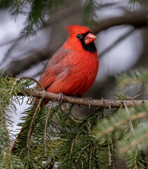 Beautiful bright red male northern cardinal bird perched in a green pine tree on a branch.  The bird is also know as a songbird, redbird, and winter bird. 