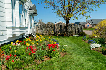 Flowerbeds full of spring flowers alongside a home in a urban neighborhood. - 557484796