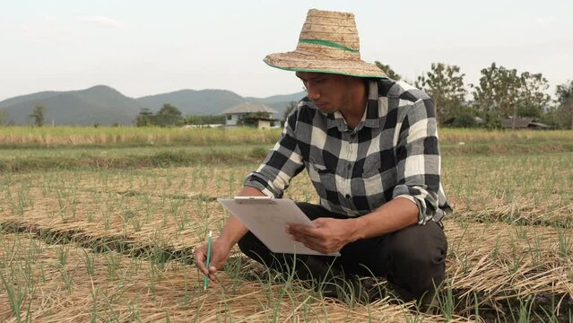 Farmers hand touching the green leaves of wheat in the field Agriculture. protect the cultivation ecosystem, asia man farm worker, hands touching peanut leaf