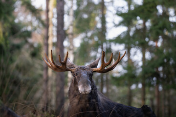 Naklejka na ściany i meble Moose bull with big antlers close up in forest with blurred background. Selective focus.