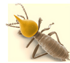  termite image
