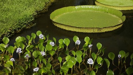 Exotic aquatic plants. Close up shot of a Royal Water lily, victoria cruziana, giant leaf floating in the water. We can also see some lily pads, Eichornia azurea, flowering in summer.