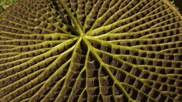 Botany. Exotic aquatic plants. Wildlife. Underside of a Royal Water Lily, Victoria amazonica, leaf. We can see the petiole, protective thorns, nerves and veins system creating floating air chambers.