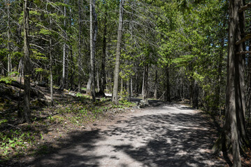 View at forest path walk in Bruce Peninsula national park neat Tobermory village in Ontario province, Canada