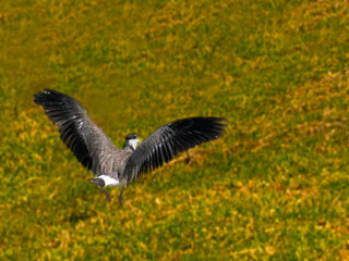  Plover Wings Spread