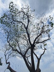 tree in the sky