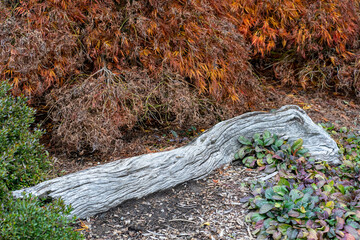 Withered old log lying beside Japanese Maple tree