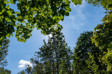 Overhead view of summer sky with sun through the trees