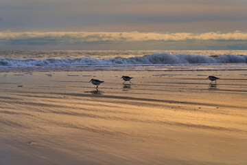 Fototapeta na wymiar the beach at sunrise with birds walking along the shoreline