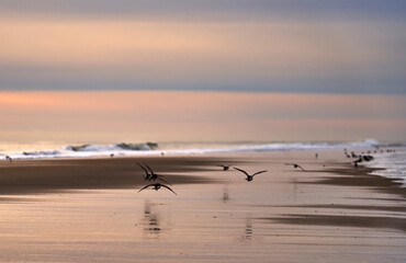 the beach at sunrise with birds walking along the shoreline