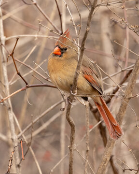 Beautiful female northern cardinal perched deep in a bushy area perched on branch.  This bird is known as a songbird, red and winter bird.  Photographed in its environment on a clear mild winter day.