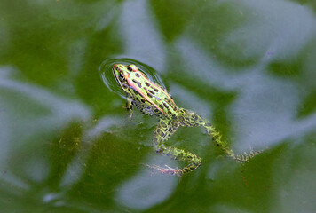 Quebec Green Frog in Water