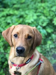 golden retriever dog