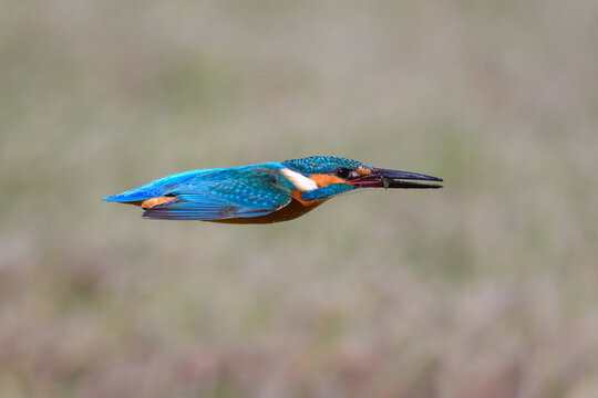 kingfisher in flight