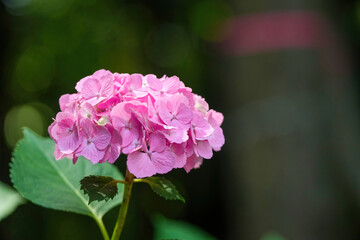 木漏れ日浴びて輝く鮮やかなピンクのアジサイ