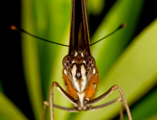 close up of a butterfly