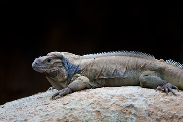 iguana on a rock