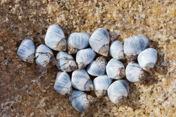 shells on the beach