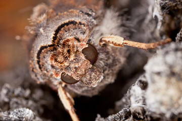 close up of a moth