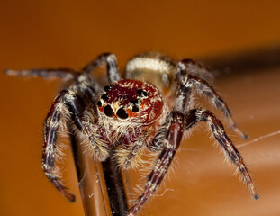 wolf spider on a glass