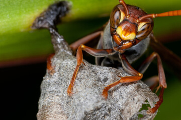 Wasp on a nest