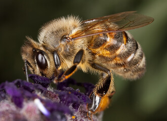 bee on a flower