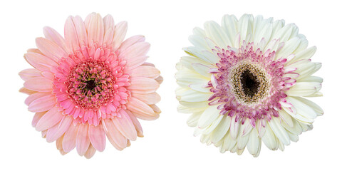 Pink white gerbera flowers isolated on transparent background	