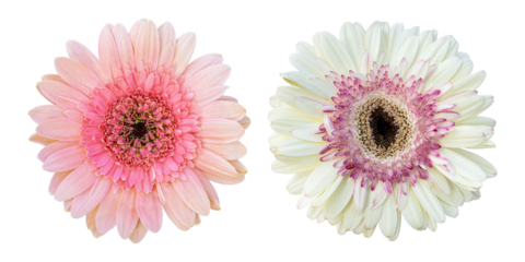 Pink white gerbera flowers isolated on transparent background	