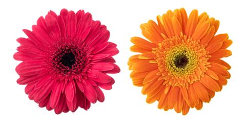 Red orange  gerbera flowers isolated on transparent background