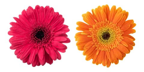 Poster Red orange  gerbera flowers isolated on transparent background © floralpro