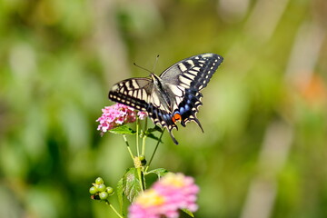 Fototapeta premium アゲハ蝶