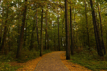 Many beautiful trees and pathway with fallen leaves in autumn park
