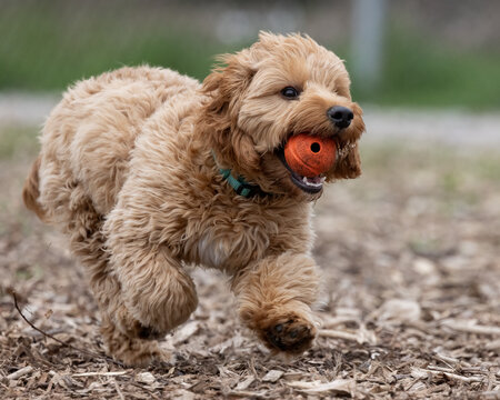 A small brown mixed breed poodle puppy dog runs and plays at a local dog park carrying an orange rubber toy ball. Close up image of a young pet dog playing off leash in a fenced park in a safe area.