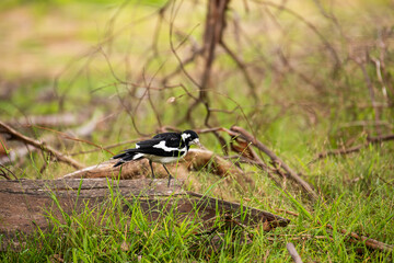Australian Magpie Lark