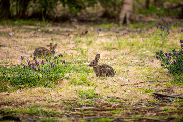 Australian European Rabbit