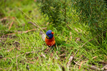 Australian Rainbow Lorikeet