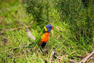 Australian Rainbow Lorikeet