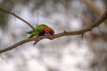 Australian Rainbow Lorikeet