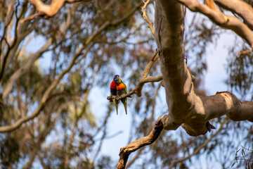 Rainbow Lorikeet Mating Couple