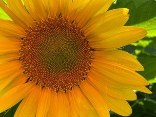 Obraz premium sunflower close up