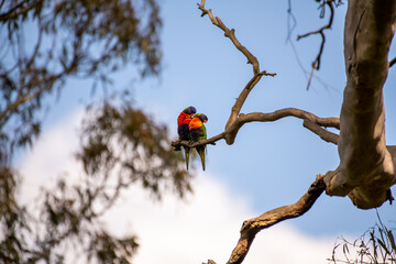 Rainbow Lorikeet Mating Couple