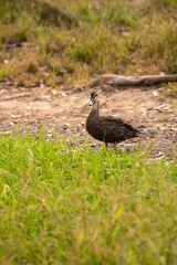 Pacific Black Duck Victoria Melbourne Australia